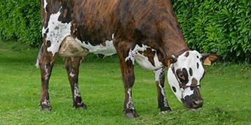 vache race normande