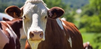 Concours de pointage