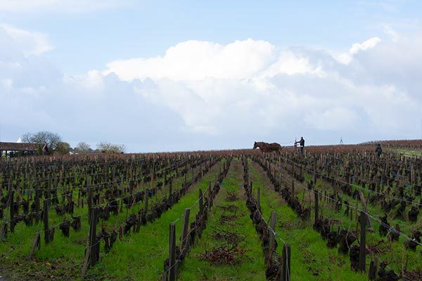 Concours de taille de vignes au Château Latour