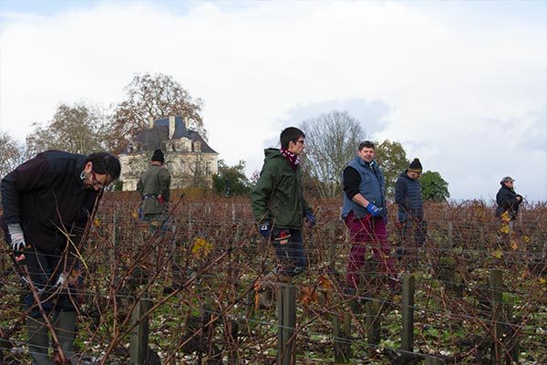 Concours de taille de vignes Château Latour